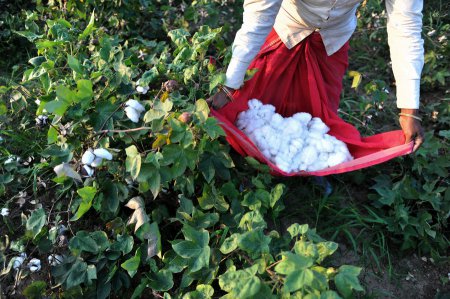 Индийские фермеры винят ГМО в эпидемии самоубийств