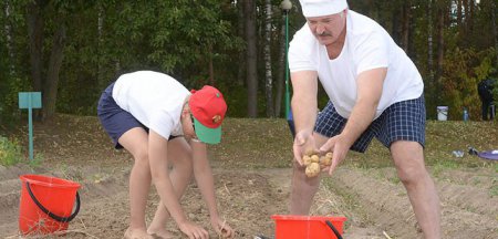 Лукашенко вместе с сыном собрал 70 мешков картошки (фото, видео)