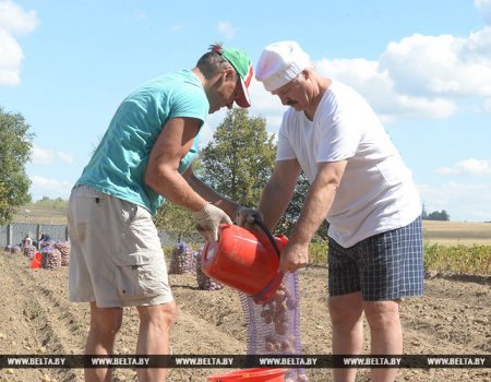 Лукашенко вместе с сыном собрал 70 мешков картошки (фото, видео)