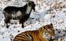 Подружившихся козла Тимура и тигра Амура просят расселить (+ВИДЕО)
