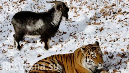 Подружившихся козла Тимура и тигра Амура просят расселить (+ВИДЕО)