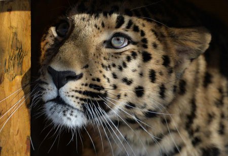 «Хранители земли леопардов»: фильм о диких кошках и их защитниках на RT