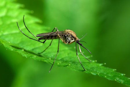 Итальянцев начнут предупреждать о скоплениях комаров через специальное приложение