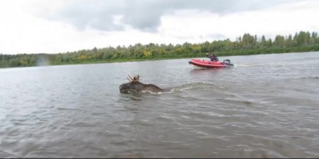 В Саратовской области рыбак задушил проплывавшего мимо лося
