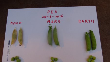 Имитируя Марс: учёные вырастили горох и томат в аналогичных Красной планете условиях