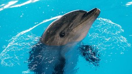 Есть контакт: как дельфины могут помочь при коммуникациях с внеземным разум ...