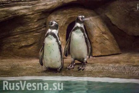 В канадском зоопарке расследуют загадочную смерть пингвинов