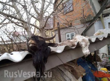 Живодёрня в Николаеве: мужчина 15 лет похищал и ел домашних собак (ФОТО 18+)