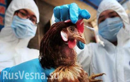Россия запретит ввоз мяса и яиц из стран с птичьим гриппом