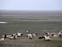 Американской базе ПРО в Румынии угрожает стадо овец