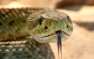 Молниеносно: австралиец поймал змею голыми руками (ВИДЕО)