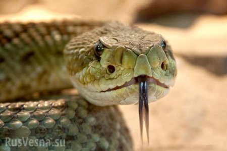 Молниеносно: австралиец поймал змею голыми руками (ВИДЕО)