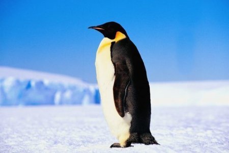 Как задушить пингвина