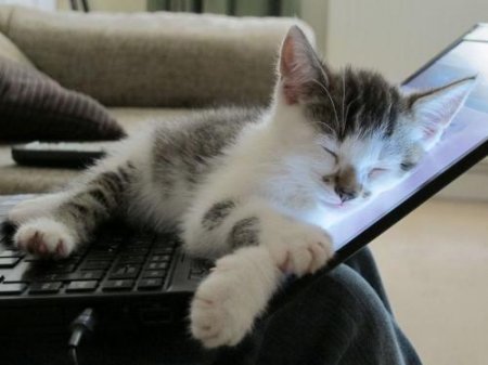 Падение кота с ноутбуком рассмешило интернет-пользователей