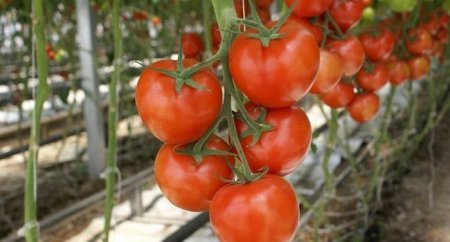РФ к 3 мая увеличила сбор тепличных овощей на 17,7%