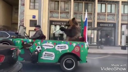 Медведь с вувузелой в центре Москвы поздравляет народ с победой