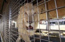 В Португалии запретили использование в цирках диких животных