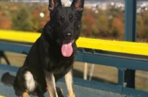 В Словакии полицейская собака покусала контрабандистов из Украины