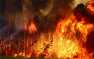 Сильный пожар в заминированном лесу у Станицы Луганской, тракторист подорва ...