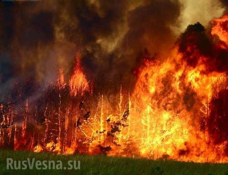 Сильный пожар в заминированном лесу у Станицы Луганской, тракторист подорвался на снаряде