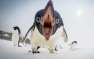 Останки «пингвина-монстра» обнаружены в Новой Зеландии (ФОТО)