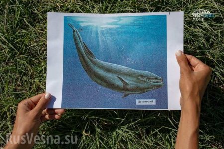 В Крыму раскопали останки доисторического кита, жившего 10 млн лет назад (ФОТО)