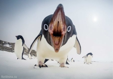 Останки «пингвина-монстра» обнаружены в Новой Зеландии (ФОТО)