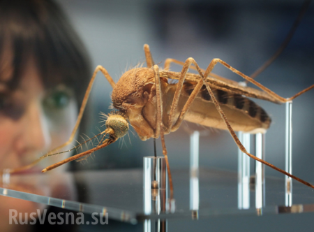 В России расплодились комары-убийцы