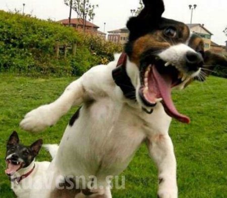 В Китае запретили есть собак