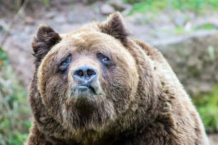 В Сибири рабочие спасли медведя, застрявшего в пластиковой бочке (ВИДЕО)