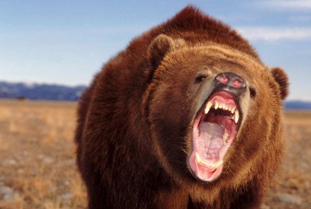 Американец голыми руками отбился от медведя (ВИДЕО)