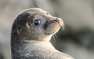 «Северный поток-2» может навредить тюленям, — власти Эстонии