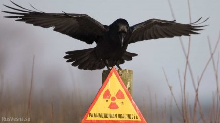 На Чернобыльской АЭС не хватает места для хранения радиоактивных отходов