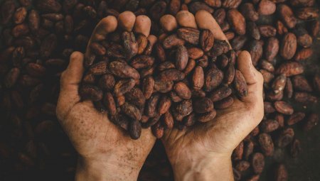 Вкус, аромат и полезные свойства шоколада диктует температура обжарки какао-бобов