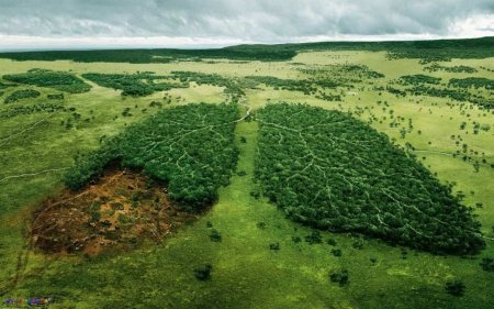 Нет вывозу леса: РФ введёт пошлину на экспорт